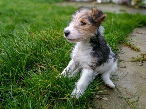 <b>Small breed puppies free to good home</b>. . Puppiesfree to good home gumtree
